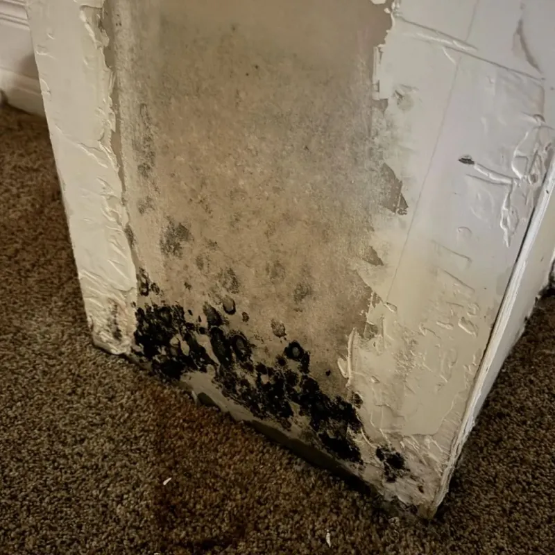 Professional Mold Removal in Jefferson County, NE